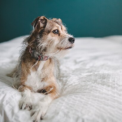 Dog on Bed
